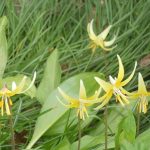 Yellow flowers growing among grass